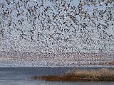 C Lower Klamath NWR 004